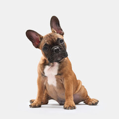 Obraz premium A French Bulldog puppy is sitting on a neutral background, facing the camera with a curious expression. The focus is on the puppy erect ears and muscular build.