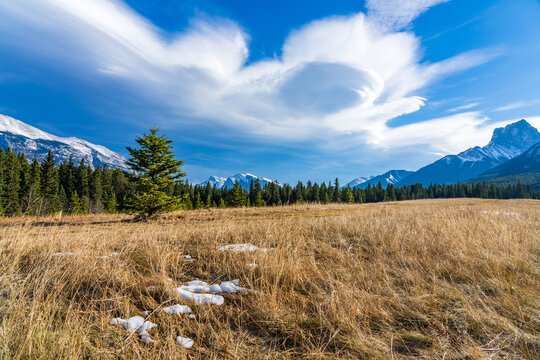 A isolated pine tree on unmelted snow grassland with beautiful cloudscape in late autumn sunny day. Forest and snow capped mountains in the background. Natural scenery in Canmore, Alberta, Canada.