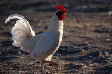 rooster in the farm