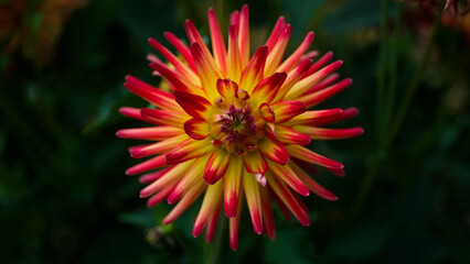 red and yellow flower