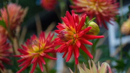 red and yellow flowers