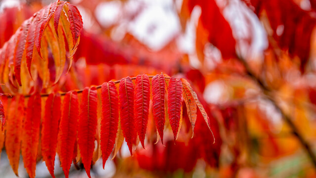 Bl&auml;tter im Herbst von einem Essigbaum