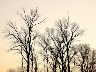 Silhouette of bare winter trees against a pale sky,  stark beauty,  sky