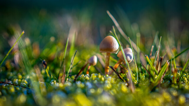 Kleiner Schleimling Pilz am Waldboden