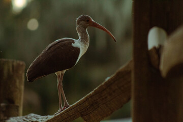 great blue heron ardea cinerea