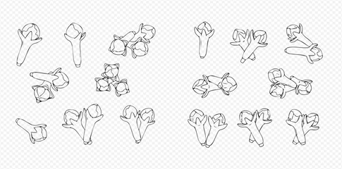 Detailed line art illustrations of whole cloves and small groups of cloves, depicted from various angles on a transparent background.
