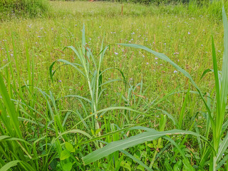 Wild grassy meadow landscape under overcast sky
