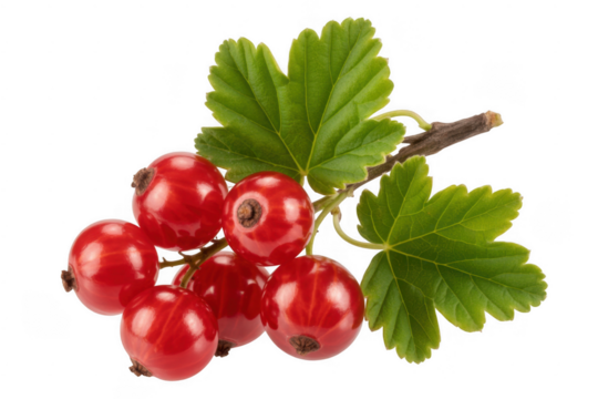 Cluster of ripe red currants with green leaves on a dark background isolated on a transparent background