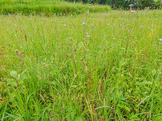 Wild grassy meadow landscape under overcast sky