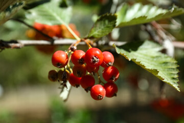Ripe rowan berries on tree in garden, closeup