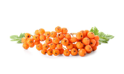 Branch of rowan berries with leaves isolated on white background, closeup
