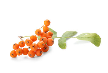 Branch of rowan berries with leaves isolated on white background, closeup