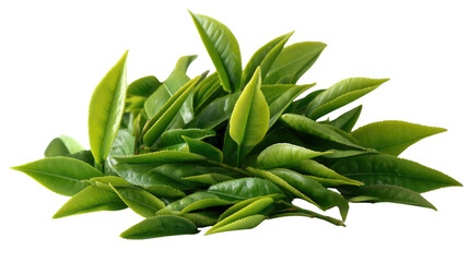 Fresh Green Tea Leaves: A close-up shot showcasing vibrant, fresh green tea leaves, arranged in a visually appealing composition that highlights their natural beauty and freshness.