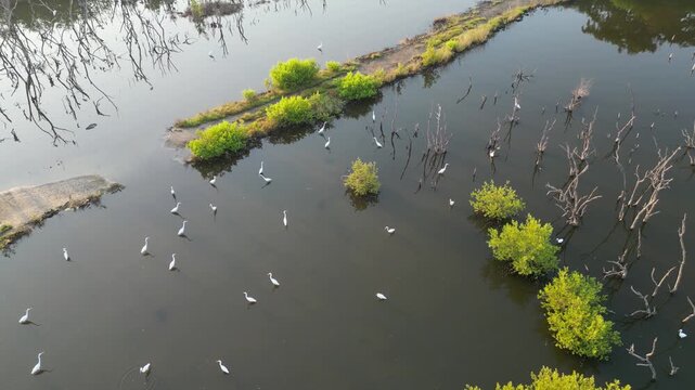태국의 연못에서 휴식과 먹이활동을 하고 있는 백로, 왜가리, 황새, 그리고 해오라기 집단 서식지,
