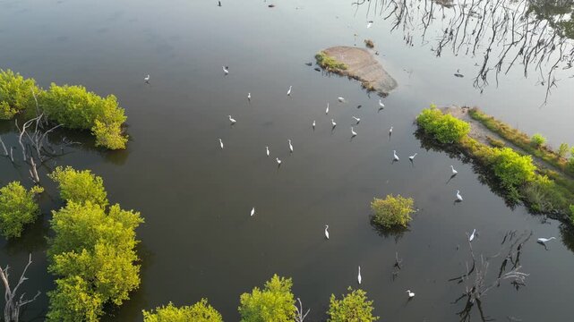 태국의 연못에서 휴식과 먹이활동을 하고 있는 백로, 왜가리, 황새, 그리고 해오라기 집단 서식지,
