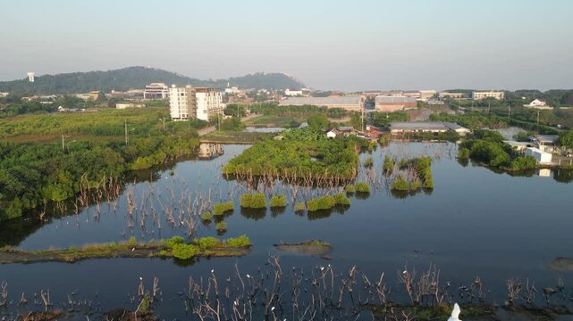 태국의 연못에서 휴식과 먹이활동을 하고 있는 백로, 왜가리, 황새, 그리고 해오라기 집단 서식지,
