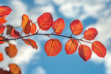 A vibrant autumn scene with a branch adorned with red and orange leaves set against a backdrop of a clear blue sky dotted with fluffy white clouds.