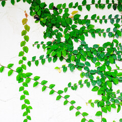 Green ivy covered on white wall