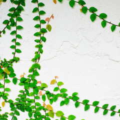 Green ivy covered on white wall