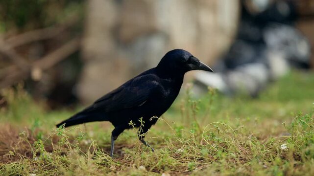 Black crow with glossy plumage foraging on grassy ground, scanning and pecking at a food scrap in an urban patch, captured in frames showing its stance and feeding behavior