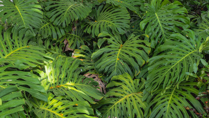 Background of tropical green plants. Huge carved monstera leaves all over the screen. The glare of the sun. Top view