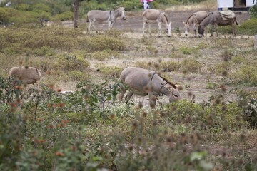 Wild Donkeys Grazing in Semi-Arid Grassland