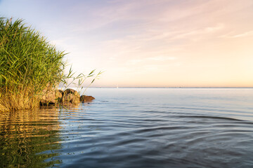 Tall reeds sway gently in the evening breeze by the Dutch lakeshore Markermeer of as the sun sets,...