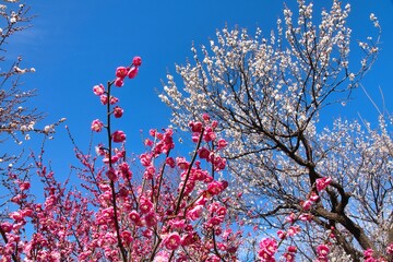 紅白の梅が美しく咲き誇る梅園　青空背景
