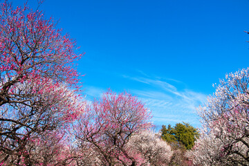 紅白の梅が美しく咲き誇る梅園　青空背景