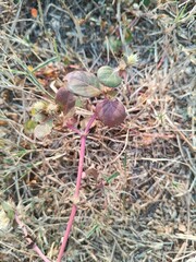 Alternanthera pungens or the Khaki joyweed plant and flowers in a field