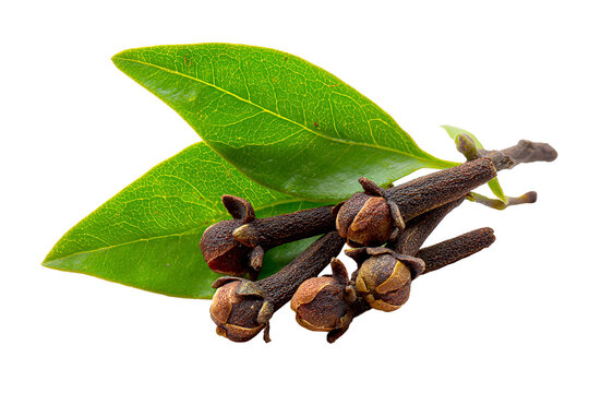 Dried clove spice buds with green leaves isolated on transparent background