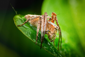 Lynx spider resting on green leaf with water drops