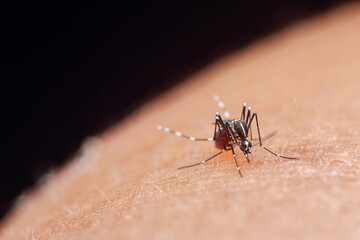 Mosquito aedes aegypti biting human skin spreading disease