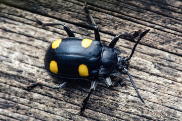Black longhorn beetle with yellow spots on wood