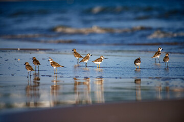 Shorebirds gathering on beach finding food near ocean