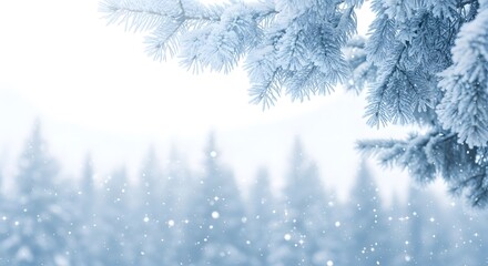 Frosty evergreen branches in a winter wonderland