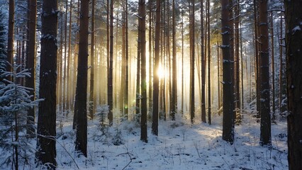 Obraz premium Sunlight streams through the trees in a snowy forest on a winter morning