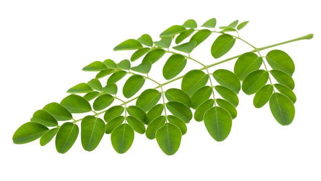 Fresh moringa oleifera branch with green leaves isolated on transparent background