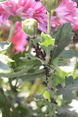 Macrosiphoniella sanborni or aphids on Chrysanthemum leaves and buds