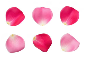 Six realistic pink and red rose petals isolated on transparent background