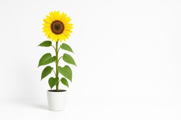 Obraz premium Studio photo single tall sunflower plant in white ceramic pot on pure white background