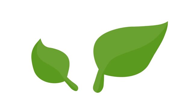 green leaf isolated on white