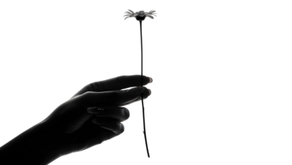 Black and white silhouette of human hand holding delicate wild flower stem. isolated PNG with Transparent Background