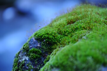 Mossy rock with spores near water creating a peaceful and serene natural scene outdoors
