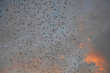 恐怖　鳥の大群