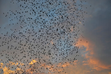 渦巻く大群　椋鳥