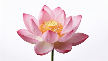 Fototapeta premium Pink Lotus Flower Blossom Isolated on White Background