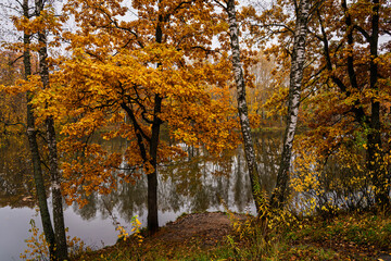 Fototapeta premium Autumn landscape with colorful trees reflected in water. Seasonal fall scenery with yellow and orange foliage by lake. Nature background for tranquil moment.