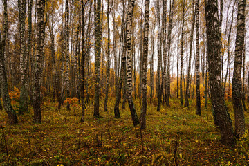 Fototapeta premium Autumn forest with tall birch tree trunks and fallen yellow leaves on the ground. Natural seasonal scenery, nature background.