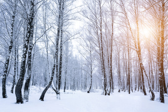 Birch grove after a snowfall on a winter day. Birch branches covered with stuck snow.